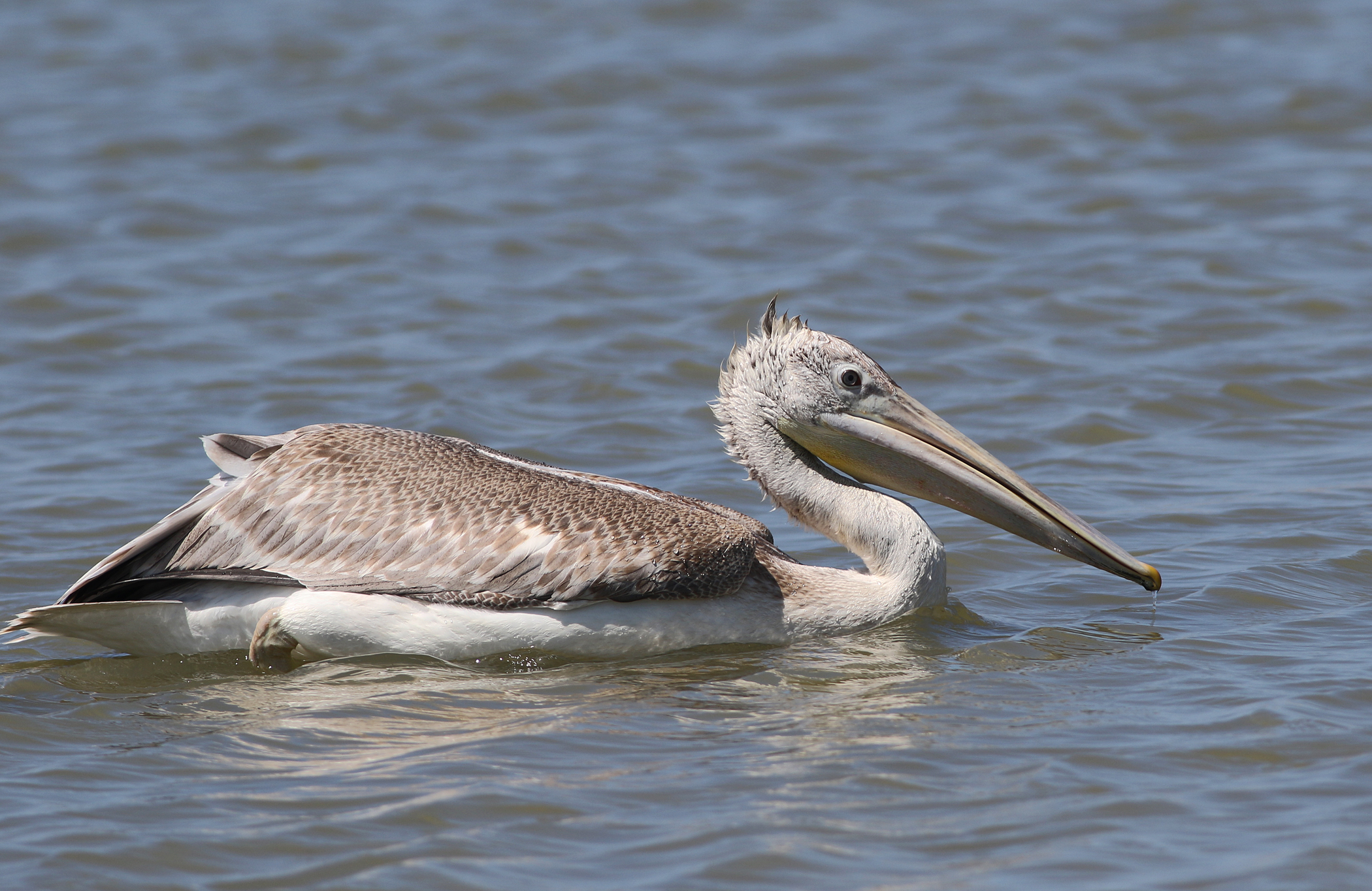 Dalmatian Pelican